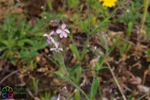 Silene gallica (2).jpg_product_product